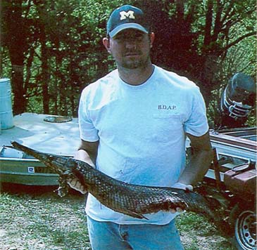 2616_Spotted Gar_Lepisosteus oculatus.jpg 2616_Spotted Gar_Lepisosteus oculatus.jpg